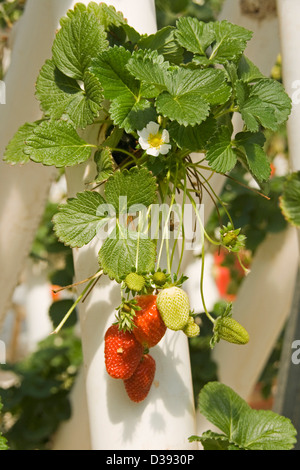 Bouquet de fruits rouges fraises avec fleurs et feuillages croissant dans un système hydroponique sur une ferme commerciale Banque D'Images