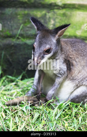 Petit kangourou australien dans un zoo de Bali Banque D'Images