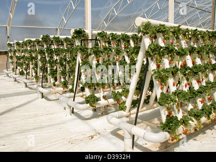 Des rangées de fraises rouges mûres et le feuillage des plantes poussant dans des émissions dans un vaste système hydroponique sur une ferme commerciale Banque D'Images