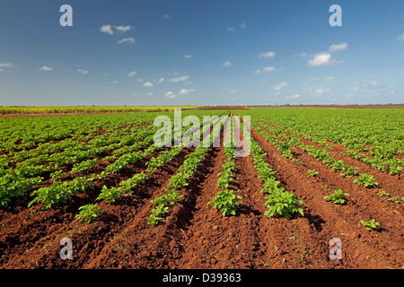 Rangées de pommes de terre avec le feuillage émeraude vif poussant sur une ferme avec une terre rouge fertile et des plantes en bonne santé sous ciel bleu Banque D'Images