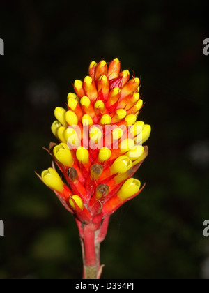 Spike spectaculaire de fleurs jaune vif et rouge de bractées de broméliacées Aechmea - pineliana - sur un fond noir Banque D'Images