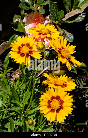 Grappe de fleurs jaune vif avec des centres rouges et de feuillage de Coreopsis lanceolata 'Sterntaler' - une plante vivace Banque D'Images