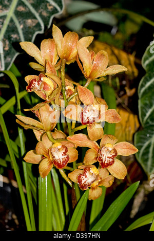 Grande grappe de fleurs orange et rouge de l'orchidée cymbidium - Hiver Beauté Tethys x x 8 Poids - avec le feuillage Banque D'Images