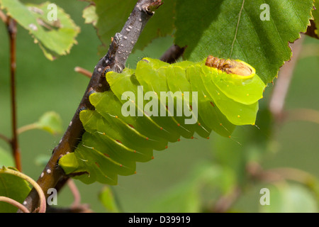 Luna moth insecte vert grub Caterpillar Banque D'Images