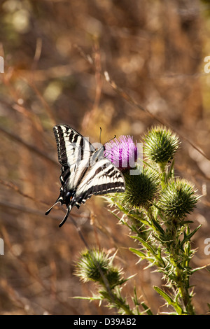 Western tiger swallowtail sur spear thistle Banque D'Images