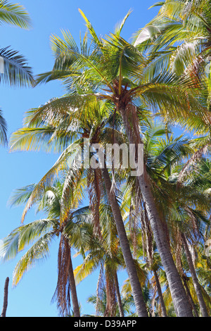 Palmiers des Caraïbes contre un ciel tropical bleu Banque D'Images