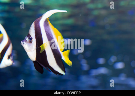 Pennant Coralfish (Heniochus acuminatus), aussi connu sous le petit Bannerfish Coachman ou Banque D'Images