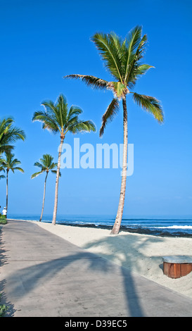 Il s'agit d'un trottoir sur une plage tropicale avec palmiers soufflant contre ciel bleu et turquoise de l'océan dans ce Texas Banque D'Images