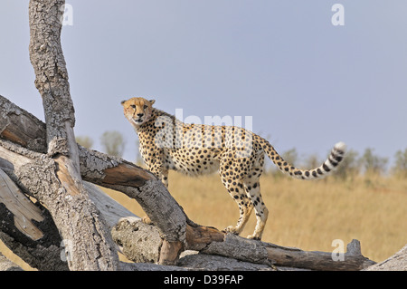 Cheetah sur un arbre mort tombé dans les prairies du Masai Mara au Kenya, Afrique Banque D'Images