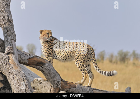 Cheetah sur un arbre mort tombé dans les prairies du Masai Mara au Kenya, Afrique Banque D'Images