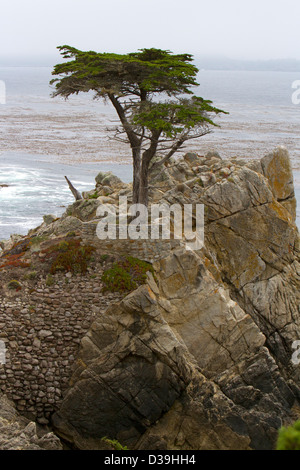 Le Lone Cypress (cyprès de Lambert - Cupressus macrocarpa) Plage de galets,17-Mile Drive, péninsule de Monterey, Californie, en juillet Banque D'Images