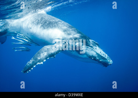 Baleine à bosse nager sous l'eau Banque D'Images