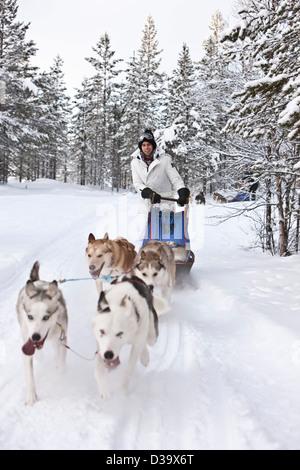 En tirant le long de la neige Traîneau huskies, Laponie Banque D'Images