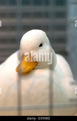 Un close up image d'un Canard d'appel blanc d'aller dormir dans une cage à un poultry show. Banque D'Images