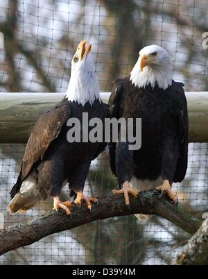 Deux des pygargues à queue blanche (Haliaeetus albicilla) s'asseoir à côté de l'autre sur une branche au parc animalier Accueil à Neckarwestheim, Allemagne, le 19 décembre 2003. Banque D'Images
