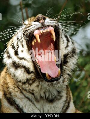 (Afp) - un tigre de Sibérie est le bâillement au Zoo de Duisburg (Hellabrunn de filer 2001). Printemps La léthargie n'affecte pas les êtres humains seulement. Lorsque l'hiver s'estompe et les températures augmentent encore, beaucoup d'animaux semblent penser exactement la même chose, les bâillements et dormir dans le soleil du printemps. Banque D'Images