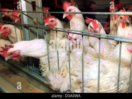 (Afp) - La demande refoulée de poules dans une batterie de ponte près de Vechta, Allemagne du Nord (photos du 29 janvier 1996). En tant que premier pays de l'Union européenne, le parlement allemand a décidé de changer la constitution et la protection des animaux, a déclaré l'un des objectifs de l'Etat le 17 mai 2002. Banque D'Images