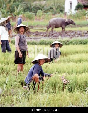 (Afp) - les femmes portant des chapeaux traditionnels vietnamiens travaillent sur un champ de riz au Vietnam (sans date). Filer Banque D'Images