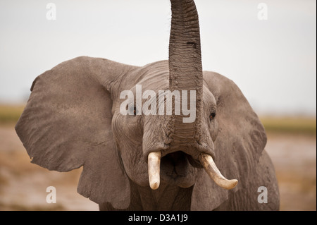 Barrissement de l'éléphant Banque D'Images