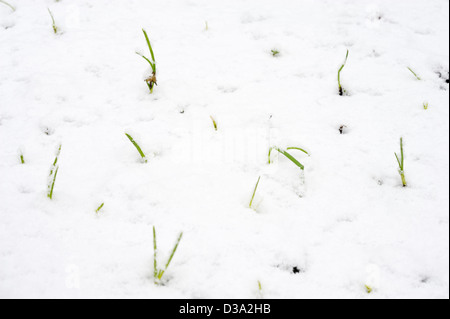 Les jeunes l'Allium cepa, oignon jaune japonais 'enshyu' dans la neige, au Pays de Galles. Banque D'Images