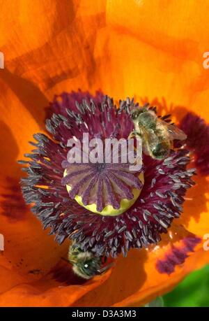 (Afp) - Deux abeilles s'asseoir sur un coquelicot fleur, illustrée à Schoenebeck, Allemagne, 31 mai 2002. Au début, le Pavot Rouge a été utilisé pour la fabrication de l'encre rouge, et a été connu comme remède depuis le début de l'âge de pierre. Banque D'Images