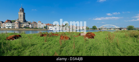 Vaches dans un paysage typiquement hollandais en face de la ville de Deventer Banque D'Images