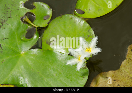 Belize Crooked Tree Wildlife Sanctuary,. Snowflake Water Lilies (Nymphoides indica) de l'eau aka ou flocon coeur flottant. Banque D'Images