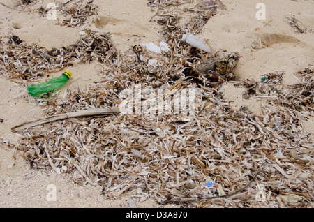 Le Belize, la mer des Caraïbes, Glover's Reef. Dirty plage polluée le long du rivage de Glover's Reef, une destination touristique populaire. Banque D'Images