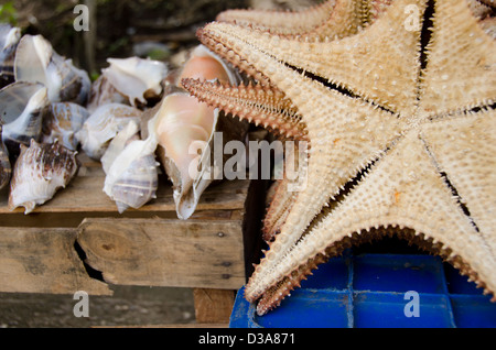 Guatemala, Livingston. Étoile de souvenirs (dessous) et les coquillages pour la vente, stand du vendeur typique le long de la côte. Banque D'Images