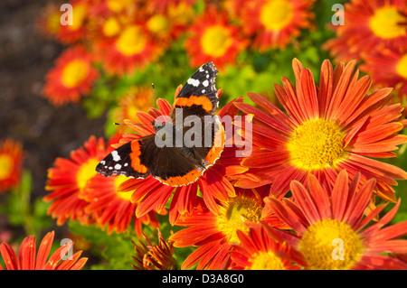 Rouge Admiral papillon Vanessa atalanta, sur chrysanthème fleurs Royaume-Uni GB Europe Banque D'Images