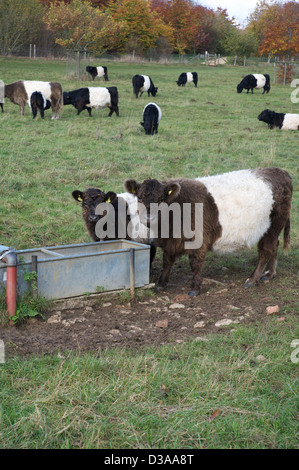 Le monde célèbre les vaches Galloway à partir d'une cuve d'eau potable Banque D'Images