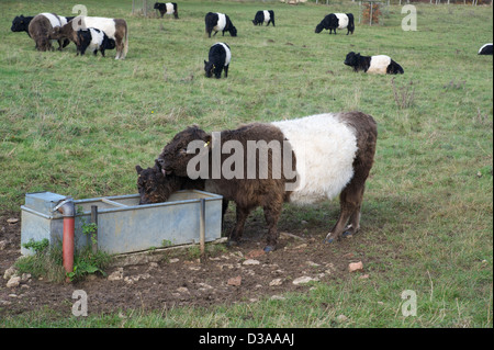 Le monde célèbre les vaches Galloway à partir d'une cuve d'eau potable Banque D'Images