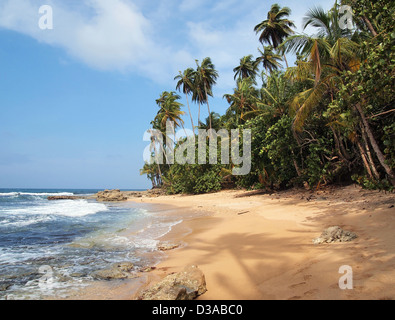 Plage tropicale préservée à la végétation luxuriante et d'une ombre d'un cocotier sur le sable Banque D'Images