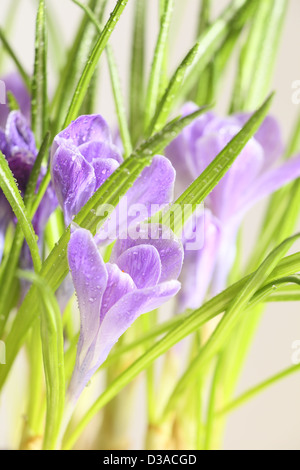 Libre de crocus fleurs avec des gouttes d'eau Banque D'Images