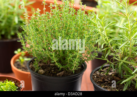 Fines herbes en pot sur balcon Jardin Banque D'Images