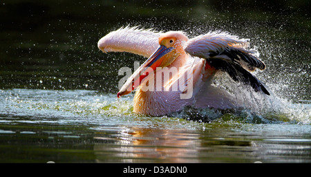 'Rosy',Pelican Pelican,Rose,Pelicanus,Oncrotalus,Pelecaniformes Pelecanidae, faune,Avis,Inde,oiseaux, Banque D'Images