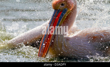 'Rosy',Pelican Pelican,Rose,Pelicanus,Oncrotalus,Pelecaniformes Pelecanidae, faune,Avis,Inde,oiseaux, Banque D'Images