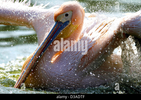 'Rosy',Pelican Pelican,Rose,Pelicanus,Oncrotalus,Pelecaniformes Pelecanidae, faune,Avis,Inde,oiseaux, Banque D'Images