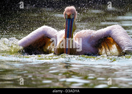 'Rosy',Pelican Pelican,Rose,Pelicanus,Oncrotalus,Pelecaniformes Pelecanidae, faune,Avis,Inde,oiseaux, Banque D'Images