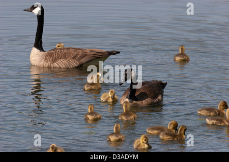 La bernache du Canada goose bébé bébés oiseaux poussins Banque D'Images