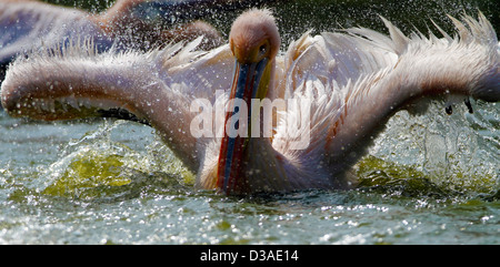 'Rosy',Pelican Pelican,Rose,Pelicanus,Oncrotalus,Pelecaniformes Pelecanidae, faune,Avis,Inde,oiseaux, Banque D'Images