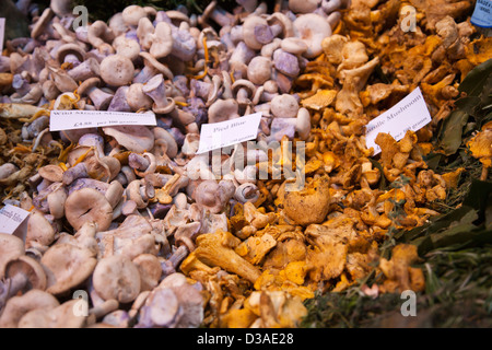 Assortiment de champignons sur stand à Borough Market SE1, London UK Banque D'Images