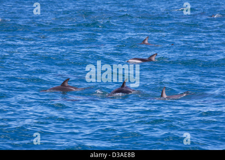 Kaikoura ile sud Nouvelle Zelande Voyage Tourisme Banque D'Images