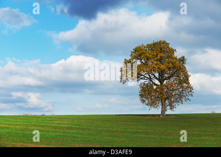 Autumn Oak tree in green field Banque D'Images