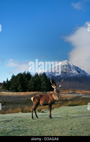 Red Deer de Glen Coe avec la lumière du matin sur le sommet du cône Buachaille Etive Mor Banque D'Images