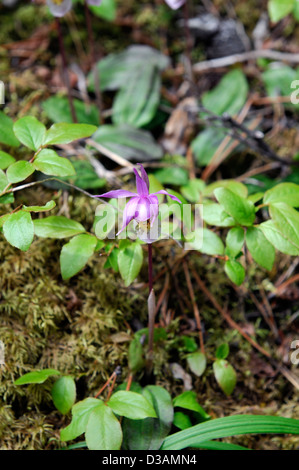 Calypso bulbosa fairy slipper sol forestier orchidée fleur fleur rose Parc national banff Canada Banque D'Images