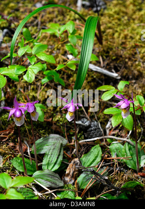 Calypso bulbosa fairy slipper sol forestier orchidée fleur fleur rose Parc national banff Canada Banque D'Images