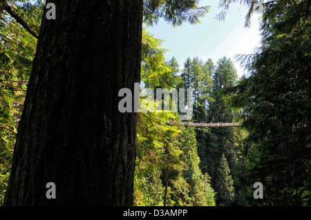 Les touristes sur la cime des arbres à pied au Pont Suspendu de Capilano Vancouver Parc suspendu en porte-à-faux frisson allée hauteur élevée Banque D'Images