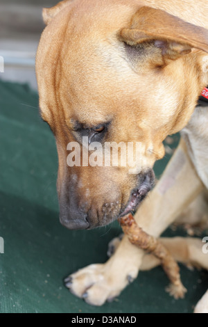 Ce mélange race de chien est de mâcher de Stick Banque D'Images