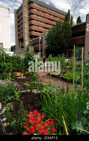 Jardin communautaire de Davie Village Vancouver BC Canada affectations affectation centre-ville terrain jardinage Jardins parcelles Banque D'Images